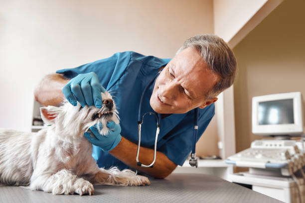 Best Emergency Dental Care for Sports Injuries in Agler Estates, FL